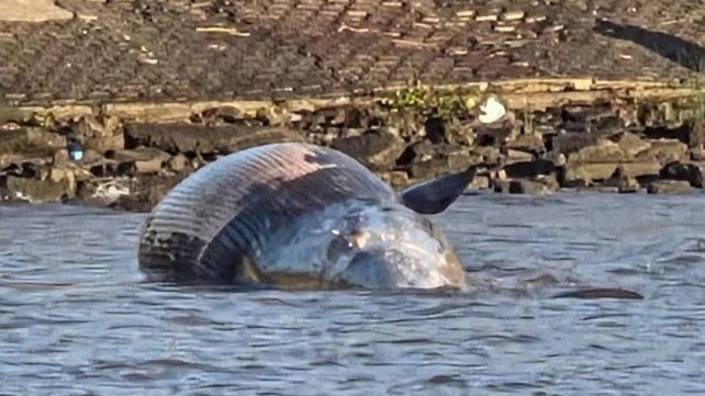Encontraron una ballena encallada sobre la costa del Río de La Plata en Buenos Aires Encontraron una ballena encallada sobre la costa del Río de La Plata en Buenos Aires