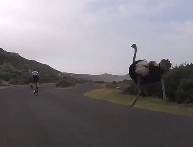 El avestruz persiguió durante unos minutos al grupo de ciclistas.
