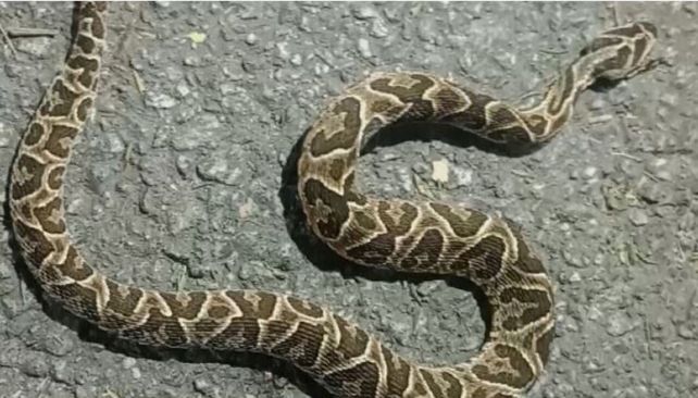 Serpientes en la costanera: cuando lo más importante es el qué no hacer