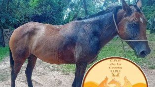 El caballo robado