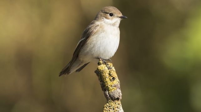 Día del Animal: La fecha tiene que ver con el fallecimiento