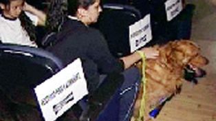 Mundo loco: ahora en Espa&ntilde;a el cine tambi&eacute;n es para los perros
