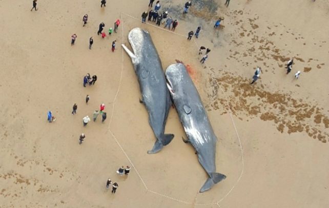 Tres ballenas aparecieron muertas en la costa británica