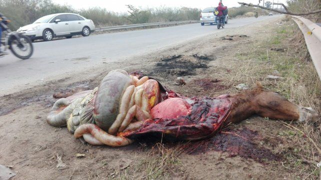 Un jinete y dos niños que iban a caballo al Monumento fueron embestidos por un auto y están graves
