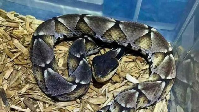 Esto pasa si no tratás a tiempo una mordedura de serpiente venenosa