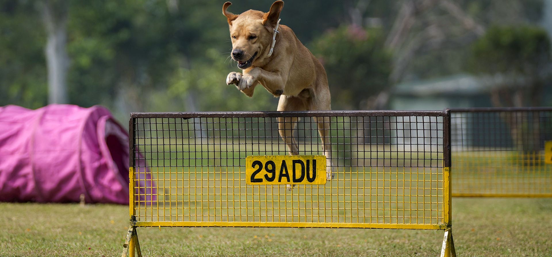 Un perro del ejército indio salta un obstáculo durante una exhibición "Conozca a su ejército" en la estación militar de Nagrota, en las afueras de Jammu, India, el miércoles 28 de septiembre de 2022.