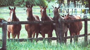 Confirmaron el primer caso humano de Encefalitis Equina en Entre Ríos