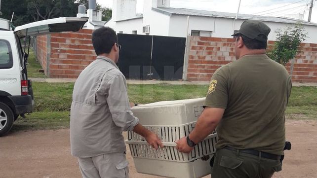 Rescatan un mono carayá de una vivienda de Vera