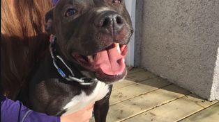 En Santa Fe hay 60 pitbulls inscriptos en el registro de canes municipal