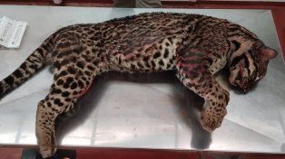 Un ocelote murió atropellado en un área protegida de Misiones