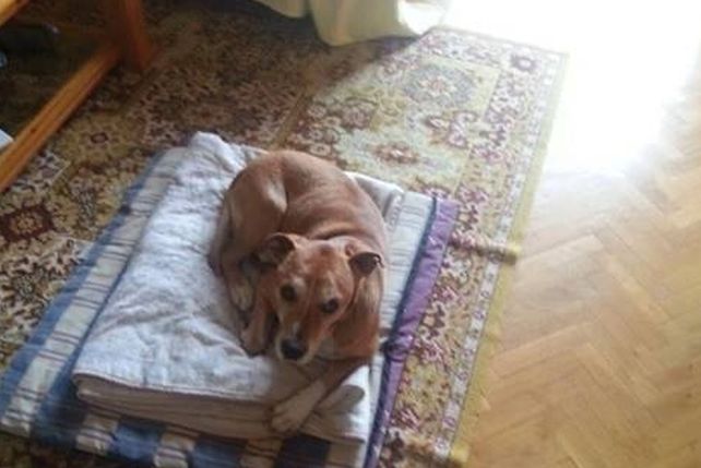 Sacrificaron a Excalibur, el perro de la enfermera infectada con Ébola en España