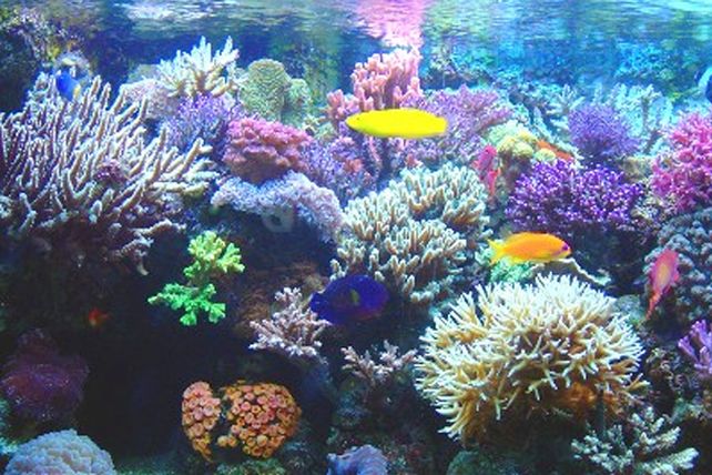 El calentamiento global amenaza a los corales