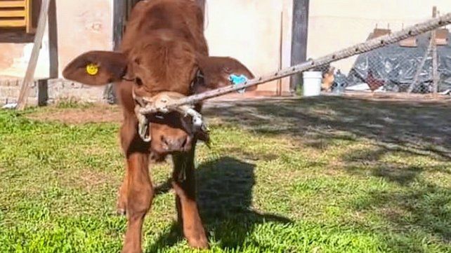 Conmoción en Córdoba: robaron un ternero que era mascota de una escuela y lo carnearon.
