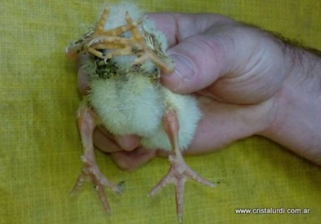 Nació un pollo con cuatro patas en Entre Ríos