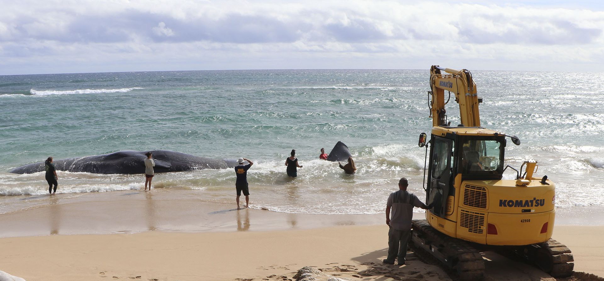 Una excavadora hace numerosos intentos de liberar a una ballena de la costa y trasladarla a la playa de Lydgate en el condado de Kauai, Hawái. Los científicos sospechan que el gran cachalote que llegó a la costa durante el fin de semana puede haber muerto a causa de una obstrucción intestinal porque comió grandes volúmenes de plástico, redes de pesca y otros desechos marinos. (Daniel Dennison/Departamento de Tierras y Recursos Naturales de Hawái vía AP)
