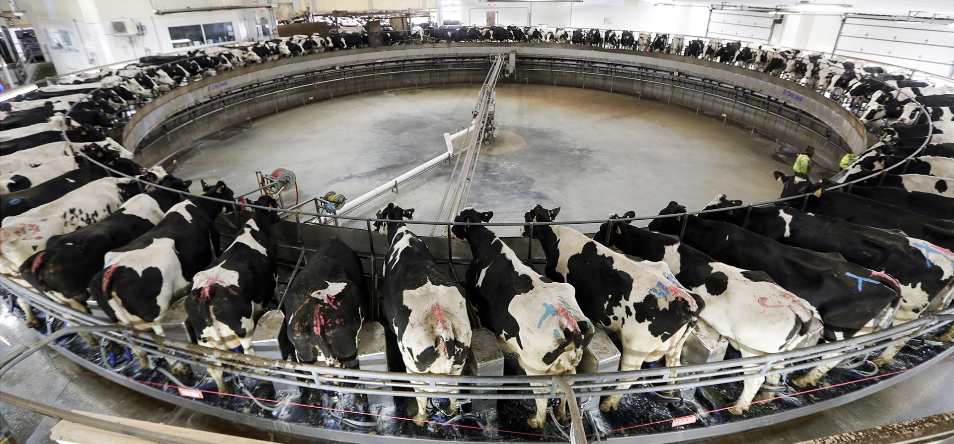 Vacas ordeñandose en un carrusel de una lechería en Pickett, Wisconsin. Los reguladores de Wisconsin no pueden imponer legalmente regulaciones ambientales en las granjas industriales antes de que entren en funcionamiento, alegan dos grupos de defensa agrícola en una demanda que podría aflojar drásticamente las protecciones contra la contaminación por estiércol en las aguas estatales. (Foto AP/Morry Gash) Vacas ordeñandose en un carrusel de una lechería en Pickett, Wisconsin. Los reguladores de Wisconsin no pueden imponer legalmente regulaciones ambientales en las granjas industriales antes de que entren en funcionamiento, alegan dos grupos de defensa agrícola en una demanda que podría aflojar drásticamente las protecciones contra la contaminación por estiércol en las aguas estatales. (Foto AP/Morry Gash)