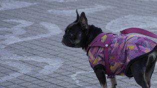 La ropa para perros se volvió habitual entre los tutores de mascotas
