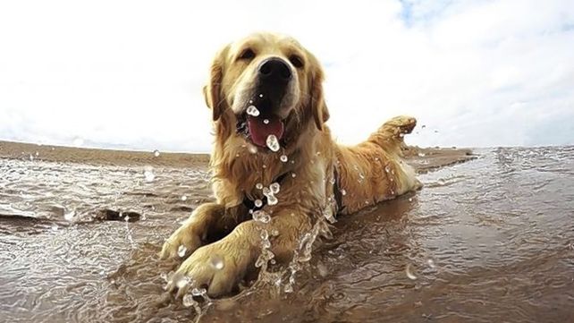 Las altas temperaturas complican el día a día de las mascotas.