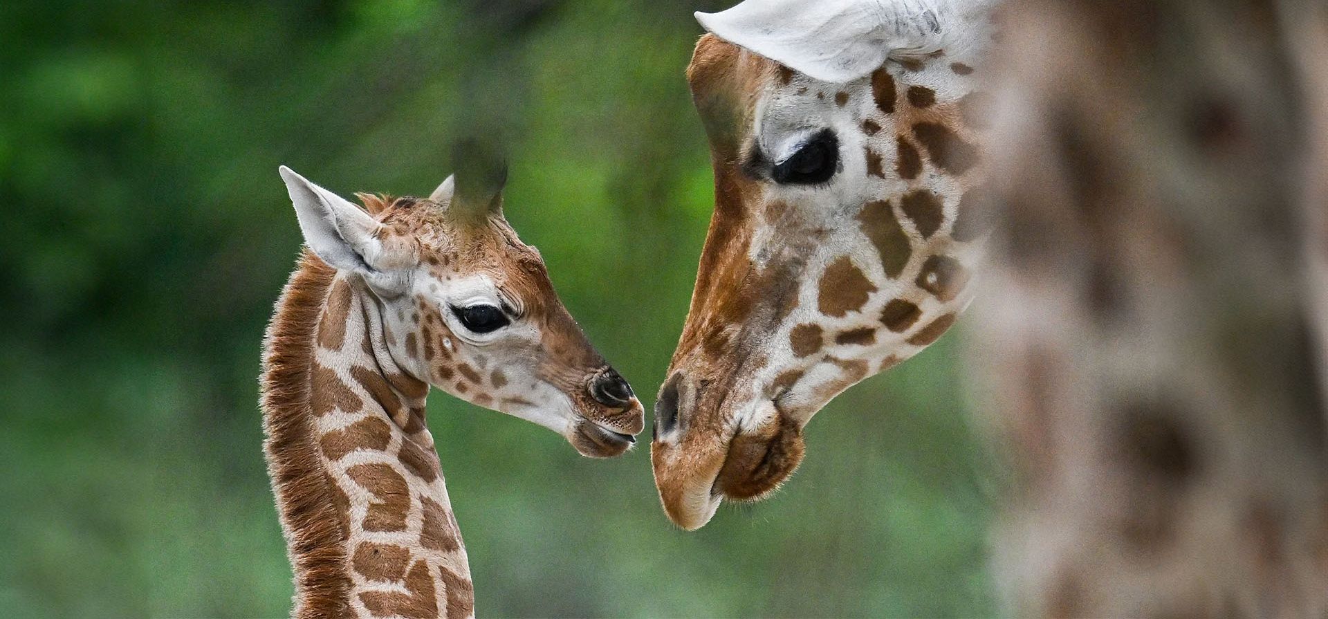 Emily, una jirafa de Rothschild recién nacida, el 11 de agosto de 2024, es consolada por su madre Katharina durante un evento de entrega de nombre en el zoológico Tierpark en Berlín, Alemania, el jueves 22 de agosto de 2024. (Foto AP/Markus Schreiber) Emily, una jirafa de Rothschild recién nacida, el 11 de agosto de 2024, es consolada por su madre Katharina durante un evento de entrega de nombre en el zoológico Tierpark en Berlín, Alemania, el jueves 22 de agosto de 2024. (Foto AP/Markus Schreiber)