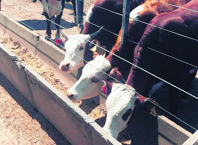 Engorde. El ingreso a feedlot en febrero de este año creció 16% interanual.
