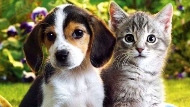 Quién es más inteligente: ¿el gato o el perro?