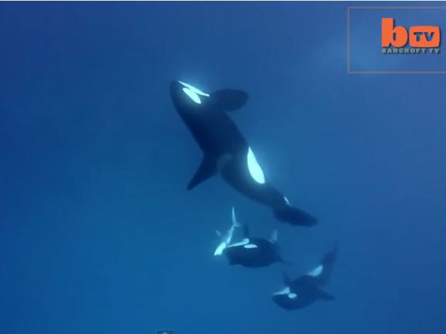 Video: seis orcas matan y devoran a un tiburón