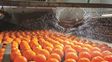 Biotecnológica cerró una alianza para reducir los desperdicios en la producción frutihortícola