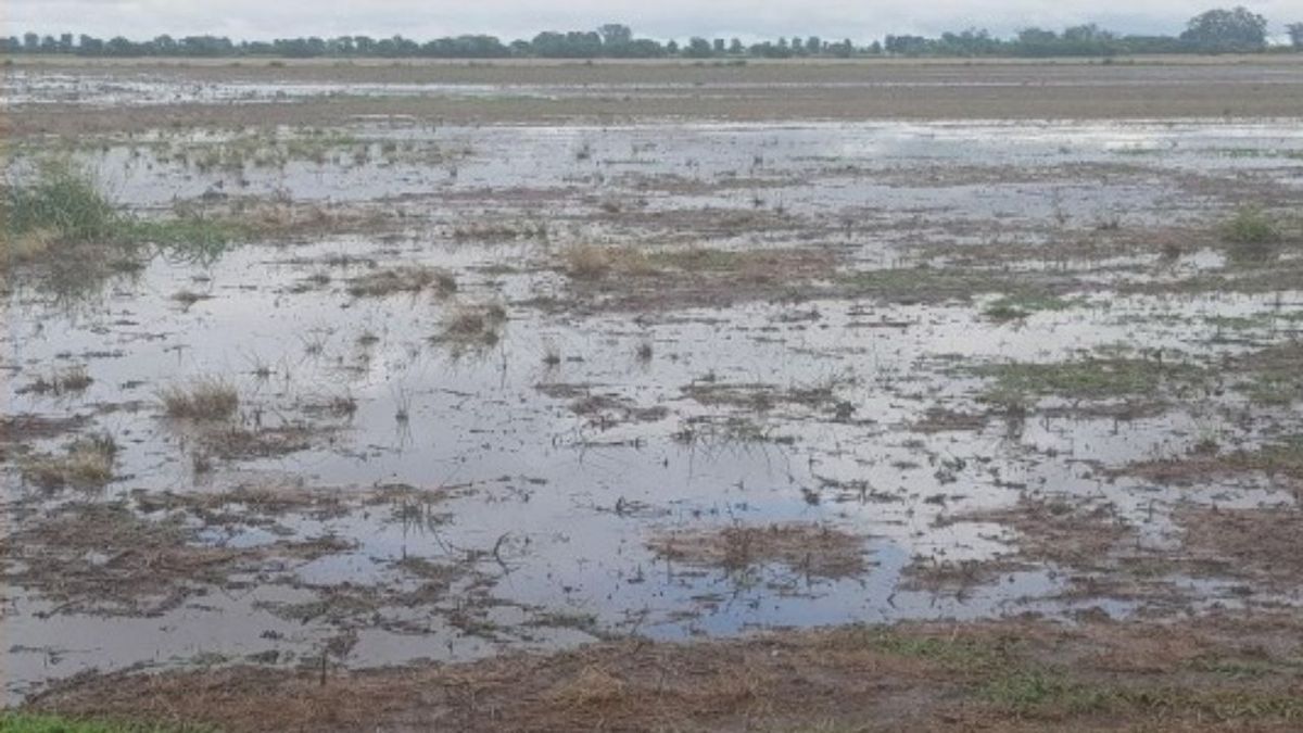 Las últimas lluvias comprometieron la siembra de trigo en la región núcleo