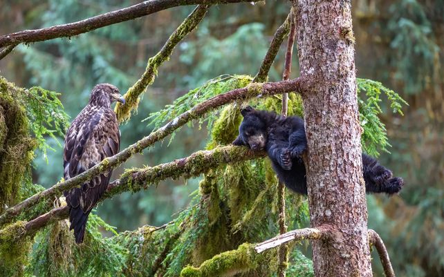 El águila y el oso. Photo by Jeroen Hoekendijk, Países Bajos