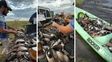 Mataron más de 300 animales en el norte santafesino: investigan una masacre de fauna autóctona