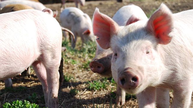 La producción de cerdos en Santa Fe busca el camino del agregado de valor.