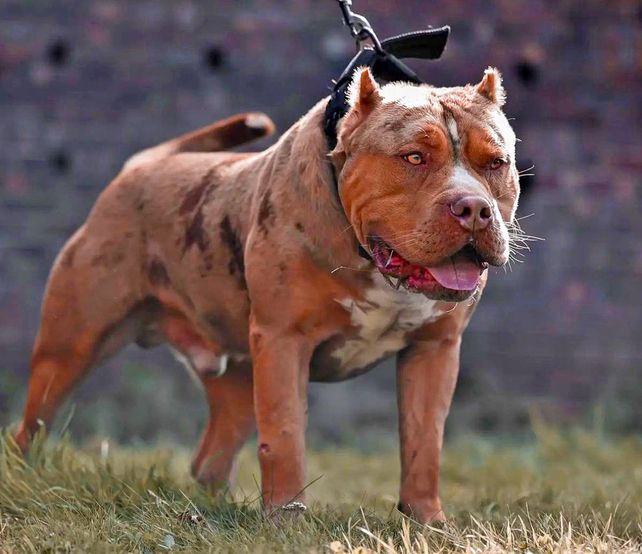 La raza American Bully XL resulta de un cruce de varias otras como el American Staffordshire Terrier