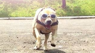 Un perro que entrena para ser un superhéroe urbano