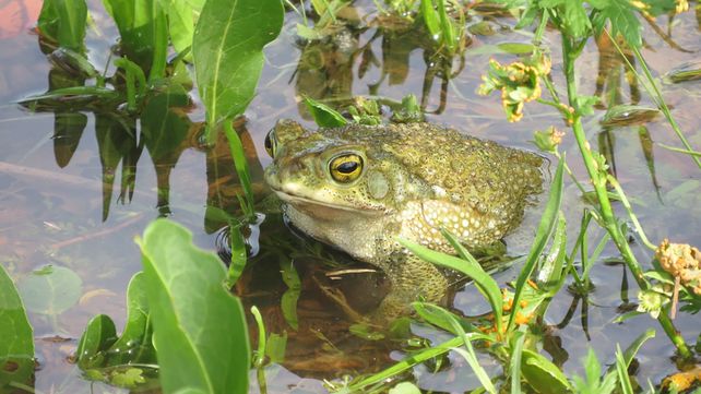 El sapo argentino (rhinella arenarum) es una de las especies estudiadas y más amenazadas por la contaminación ambiental.