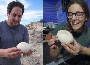 Patagonia: paleontólogos de Conicet encontraron huevos de dinosaurios