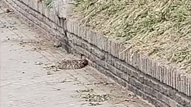 La serpiente yarará se encontraba enroscada a un costado de la vereda
