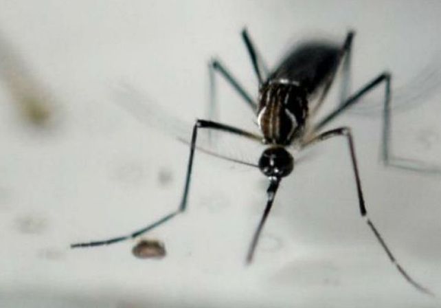 Brasil quiere esterilizar a los mosquitos para luchar contra el zika