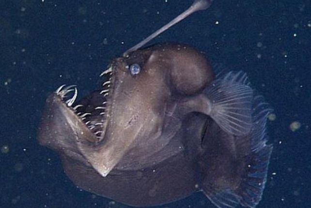Conocé al misterioso diablo negro del mar