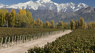 El paisaje de Luján de Cuyo y sus bodegas atraen a miles de turistas extranjeros y nacionales.&nbsp;