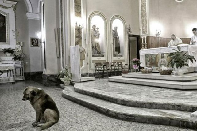 Un pastor alemán llora a su dueña en una iglesia en Italia