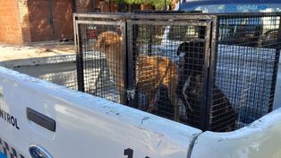 La Secretaría de Control, participó del rescate de un perro y una perra que estaban en malas condiciones sanitarias y de higiene.