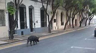 Sorpresa en pleno centro de Rosario por la aparición de un chancho en la calle
