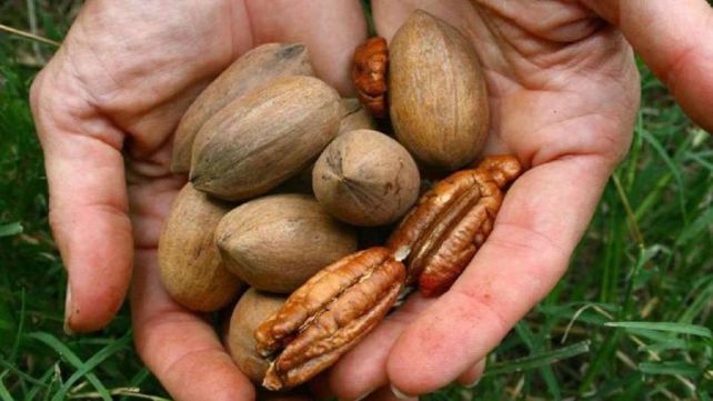Detalles. El acuerdo incluyó la nueces peladas y también con cáscara.