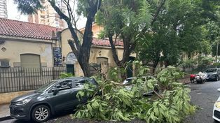 Se registraron 13 reclamos por calles anegadas, 19 por columnas caídas o cables cortados y 31 por arbolado (ramas o árboles caídos).