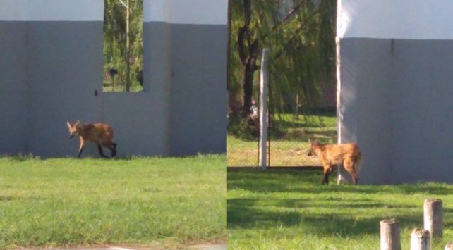 EL animal apareció en un centro deportivo de Ceres.&nbsp;