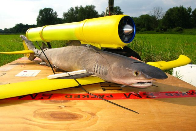 Usa animales muertos para hacer drones