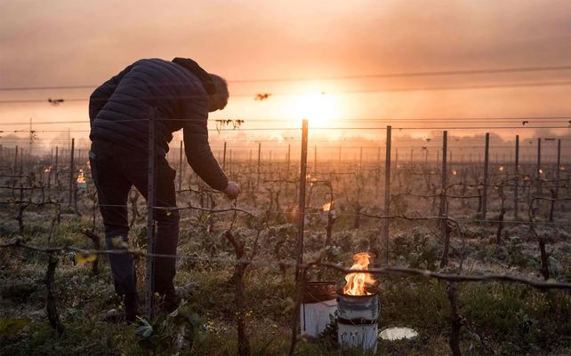 Un hombre revisa sus vides mientras las lámparas antihielo arden en el viñedo