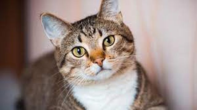 MeowTalk, la app que utiliza la inteligencia artificial para entender los maullidos de los gatos 