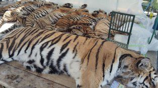 Investigan la muerte de 72 tigres en dos parques de animales de Tailandia