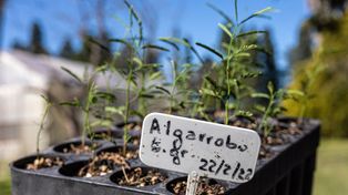 “Plantemos un árbol por cada graduado y graduada”, el programa de la UNL para los graduados.